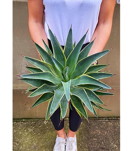 Portal Cool 10 Semi Di Agave Attenuata Subsp. Dentata, Succulente - Foto 4