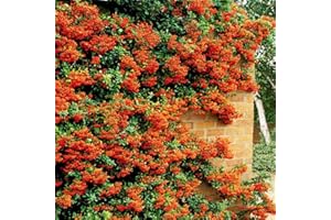 GardenersDream 5 x Orange Firethorn Hedging Plants - Healthy Pyracantha Evergreen Flowering Shrubs - Outdoor Plant for Walls and Fences - Fast Growing Plants for Privet Hedging (20-40 cm)