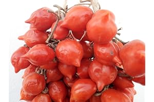 GHINO DI TACCO SEMI POMODORO SPUNZILLO VESUVIANO