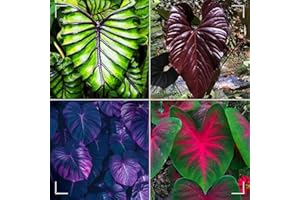 MHTSNW Oreja de elefante bulbos,Colocasia plantas,bulbos de alocasia,elefante orejas Bulbos,bulbo oreja de elefante,natural colocasia,elefante planta,Plantas de interior y exterior.-5bulbos-greenE