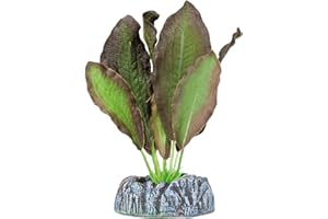Ocean Free Aquatic Plants AP1107 Planta de Seda Echinodorus para Acuario, 11 Cm
