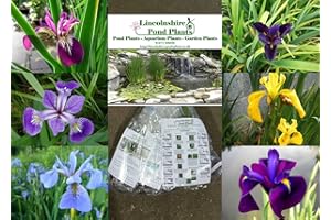 LINCOLNSHIRE POND PLANTS LTD Lincolnshire Pond Plant - Garden Plants - Iris - 6 Selected Iris for Bog Borders - All Ensata
