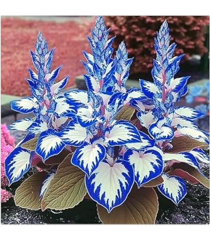 Elefantenohr-Zwiebeln Winterhart | Mysteriöse Magische Blumenzwiebeln Für Garten