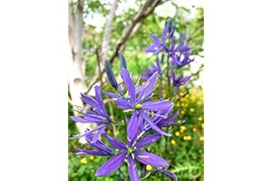 CAMBRIDGE FARMERS OUTLET Ten Blue Camassia Quamash Bulbs (Small Camas) Free UK Postage