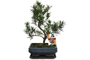 exotenherz - Bonsaï Pierre if - Podocarpus macrophyllus - 8 ans