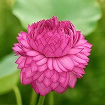 SEILOZBUNIA Ultimated Thousand Petal Lotus Live Plant (TUBER