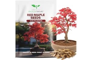 Magic of Nature: Japansk Röd Lönn Frön (25 St) - Lämplig för Bonsai | Spektakulära purpurröda färger - Härdigt, elegant prydnadsträd för trädgård