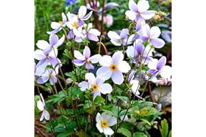 GARDENERSDREAM Anemone Wild Swan White Flowering Perennial Plants Outdoor Garden Plant in Pot (15-30cm Incl. Pot)