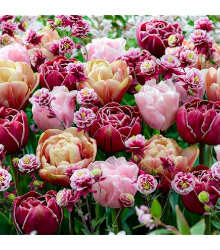 Bulbes De Tulipes Single Red Passion 25 Pièces - Tulipes Rouges Hollandaises Premium, Gros Bulbes Résistants Au Froid Pour Jardin Pots Balcon