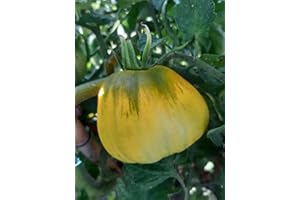 GHINO DI TACCO SEMI POMODORO CUORE DI BUE-3 VARIETA' DI COLORE- ROSSO -GIALLO-NERO