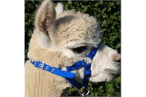Homestead Farm Supplies ALPACA HEADCOLLAR with BUCKLE - ROYAL BLUE - MEDIUM