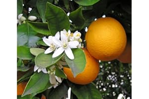 PERAGASHOP 1 PIANTA DI ARANCIO DOLCE (CITRUS SINENSIS) IN VASO 20CM agrumi orto giardino