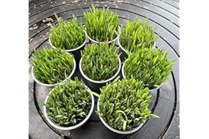 GENERIC Ready-to-Eat Cat Grass – Fresh Live Plants for Cats, Rabbits, Guinea Pigs & Small Animals | Wheat, Barley, Rye & Oats | Supports Digestion & Immunity | Organic Fibre, Vitamins & Minerals