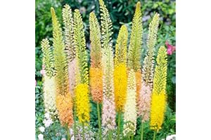 DUTCH BULBS EXCLUSIVE PLANTS FROM HOLLAND Piante Vere da Esterno - 3 Eremurus Candela del Deserto - Mix di 3 varietà e colori - Perenni - Piante e Fiori Esclusivi dall'Olanda - per giardino, vasi e balcone (non semi, non artificiali)