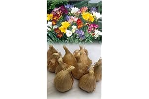 GARTHWAITE NURSERIES® : - UK Stockists : - 30 Single Freesia Bulbs Size 7/8 Mixed Colours Scented Ideal for Rockery & Pots Perennial