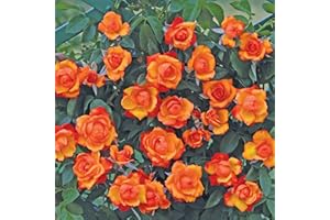 Clg. Tempi Moderni®, rosa rampicante in vaso di Rose Barni®, pianta di rosa rampicante rifiorente a mazzi, altezza raggiunta fino a 5 metri, rifiorente con fiori color arancio vermiglio, cod. 18038.