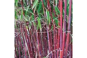 Red Umbrella Bamboo Plant for Outdoor Potted Easy to Grow Producing Red Stems and Contrasting Foliage for Screening, Containers & Borders, 1 x Fargesia Asian Wonder in 9cm Pot by Thompson & Morgan