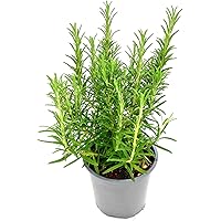 Xl Rosmarin Pflanze Rosmarius officinalis Kräuter Pflanzen 1 stk.
