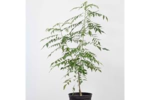 Happy Exotics 1 Fröhlicher Curryblatt Baum Curry Pflanze für frische Blätter - Murraya Koenigii (40-50cm)