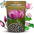 Lotus Seeds - Lotus Seed for Planting in Water | Japanese Rainbow Lotus Flower Seeds, All Season Water Garden Plant, Home and Balcony Growing (20 Pcs)