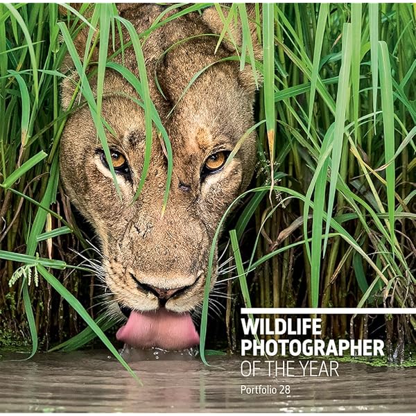 写真集 Wildlife Photographer of the Year 6冊 写真集 Wildlife Photographer of the Year 6冊 Amazon.com: 60