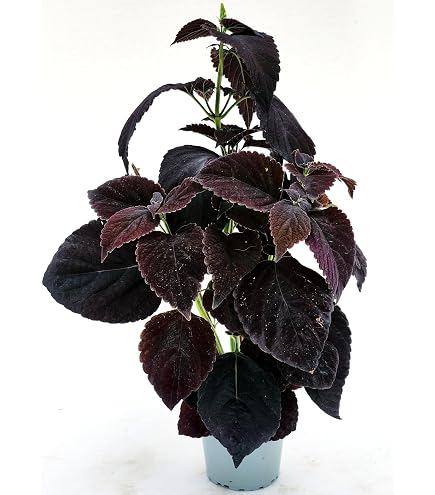 POWERS TO FLOWERS - PIANTA DEL PEPE XXL IN VASO CERAMICA ROSSO RIGATO, pianta vera - Powers to flowers - piante e fiori