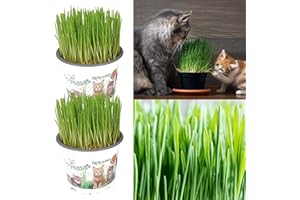 CARBETH PLANTS 2 x Cat Grass Hordeum vulgare Living Plants in 12cm Pots - These are Growing Plants Not Seed - Catnip