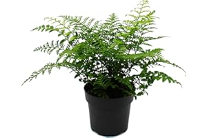 Exotenherz Asplenium dimorphum Parvati- besondere Farn-Sorten fürs Zimmer Nestfarn 17cm Topf ca. 30-40cm hoch