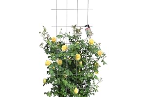 KADAX Enrejado de enrejado para jardín, plantas, balcón, terraza, enrejado de metal, ayuda para trepar de acero, ayuda para escalar, enrejado de rosas, rejilla para plantas