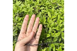 LINSOCLE Vogelschutznetz 10m x 6 m,Vogelnetz Hochbeet Feinmaschig, Netz für Kirschbaum Obstbäume und Erdbeer Gegen Vögel Taubenabwehr (Schwarz)