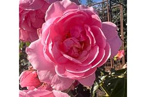 THE GARDEN ROSE COMPANY Anne's Rose - Floribunda - Poted Rose