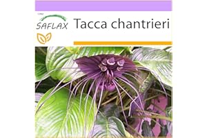 SAFLAX - Kwiat Nietoperza - 10 Nasiona - Tacca chantrieri