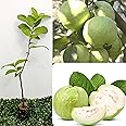 Golden Bloom Thai Guava Plant Hybrid Air Layering all seasons - Thai 7 Guava Tree Fruit & Fruit Tree B0CD75KZSG