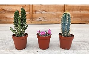 Pugh's Cacti Cactus/Cacti Mix of 3 (Random Mix). Live Houseplant/Indoor Plant. Suitable for Home and Office. Perfect for Gifts/Personal Use. 5.5cm Pot.