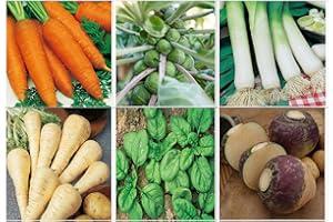 Viridis Hortus - 6 Pack Winter Vegetable Seed Collection - Carrot, Brussels Sprout, Leek, Parsnip, Spinach & Swede