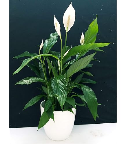 Plant In A Box - Spathiphyllum 'Torelli' - Pianta Cucchiaio Spatifillo Set Di 3 Vaso 12cm Altezza 30 45cm 87652144