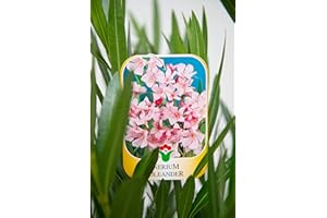 Vannucci Piante - Nerium oleander, Oleandro, Pianta vera in vaso (Rosa)