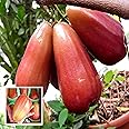 HAPING Jambu King Kong Wax Apple Water Apple Java Apple Jamrul Chamba Layering/Grafted Fruit Live Plant (1.5-3 Feet Height)