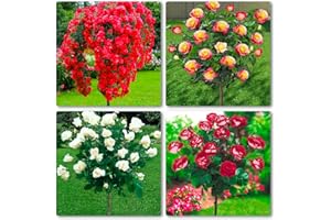 EUROPA GREEN Lot de 4 Rosier sur tige - 120 cm de hauteur - Idéal pour Balcon, terrasse, Petit Jardin - Convient en pots et pleine terre (Scarlet, Pascali, Osiria, Double Delight)