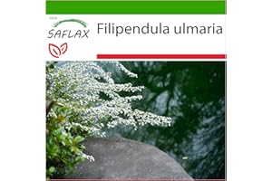 SAFLAX - - 500 semillas - Con sustrato estéril para cultivo - Filipendula ulmaria