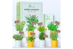 BonPrime zestaw do sadzenia Bonsai - zestaw dla początkujących, 4 odmiany bonsai - 4 doniczki z włókna bambusowego, 4 dyski ziemi, 4 etykiety, nożyczki, opryskiwacz wodny, ręczny (zestaw ziół