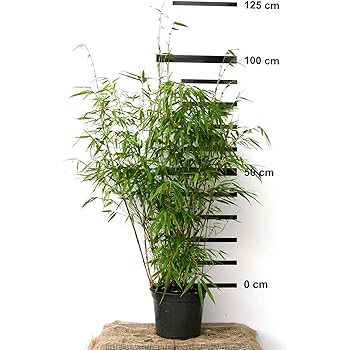 4 x Riesen-Chinaschilf, winterhart, Miscanthus Giganteus