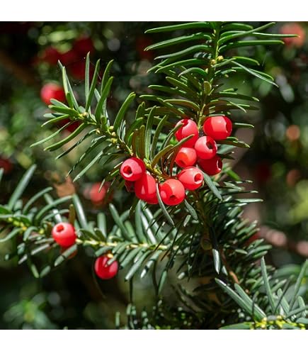 Dehner Gemeine Eibe, Taxus baccata, weiche Nadeln, 60-70 cm, 4 l Topf,  Nadelgehlz : Amazon.de: Garten