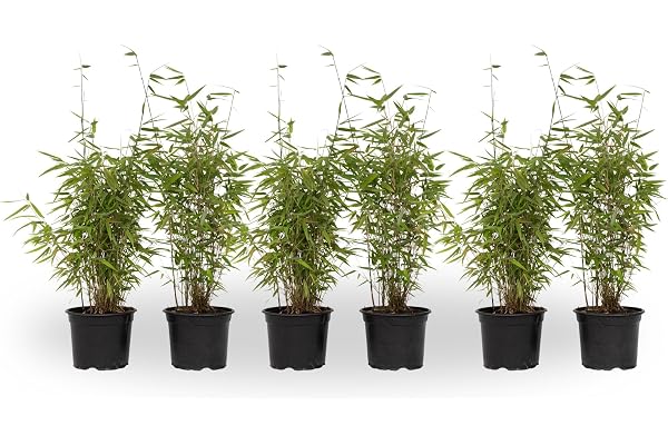 Plant in a Box - Fargesia 'Red Dragon' - Bambou rouge - Set de 6 - Bambou plante exterieur rustique non traçant - Pot 17cm - Hauteur 50-70cm
