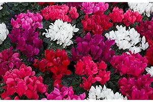 BRYNCIR GARDEN CENTRE Cyclamen Plants, Pack of 4 Garden Ready Mixed Colour, Winter Flowering