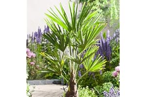 CSL SUNRISE GMBH Frostharte Pflanzenrarität Trachycarpus latisectus Windamerpalme bis 100-130cm