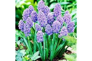 COOTO 10 Muscari Bulbi di Fiori viola Muscari Fiori perenni da esterno Muscari Pianta Bulbo Fiore Muscari Armeniacum Blue Spike