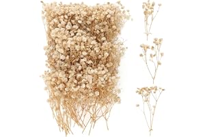 100 stycken torkade Nebbiolina, flera blomblad Gypsophila, Gypsophila Nebbiolina Blommor, naturliga torkade blommor för att göra egna inramningar, bokmärken, gratulationskort (Champagne)