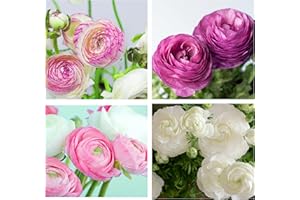 Oliwier's Bulbs 40 x Ranunculus Pastel Mix Beautiful Spring Summer Flowering Bulbs Persian Buttercup Aviv Cut Flowers Hardy Garden Perennial Ready to Plant Corms Size 5/6