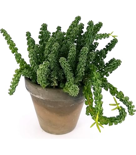 POWERS TO FLOWERS - VIBURNUM TINUS, VIBURNO TINO, IN VASO CERAMICA
